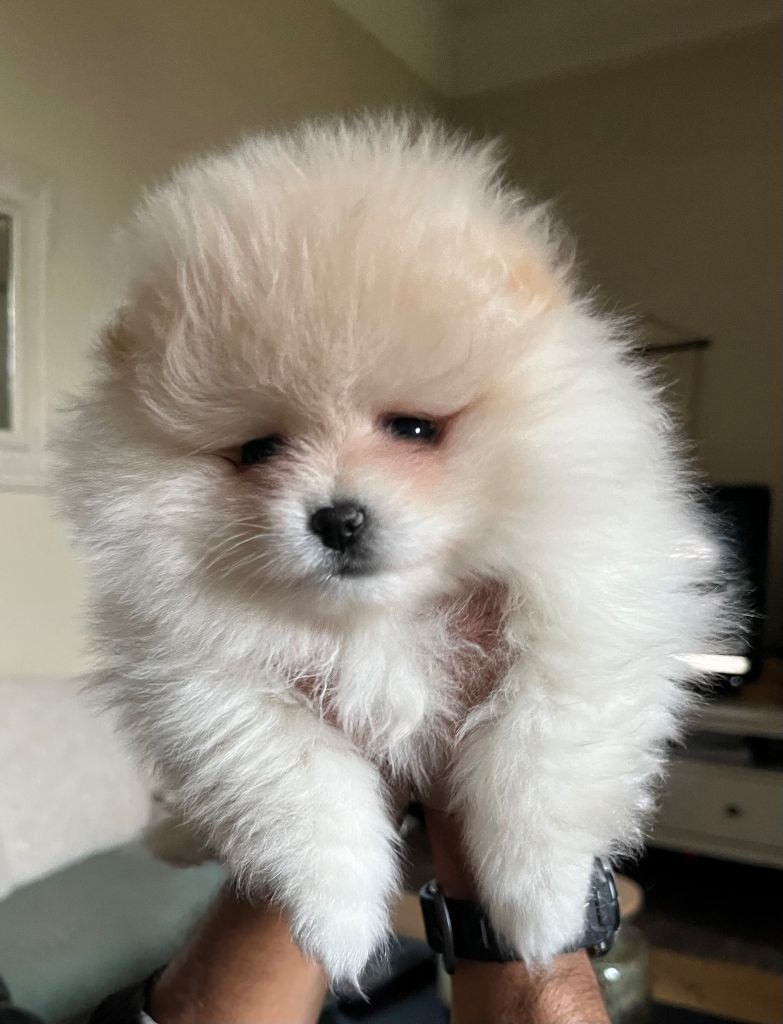 Lovely Pomstory - Chiot disponible  - Spitz allemand